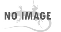 Image of Ameiva fuliginosa