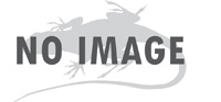 Image of Anolis roosevelti