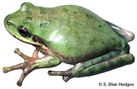 Image of Dryophytes squirellus