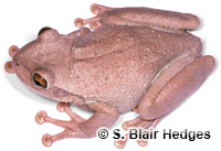 Image of Osteopilus septentrionalis