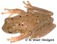 Image of Osteopilus septentrionalis