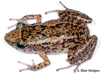 Image of Eleutherodactylus planirostris