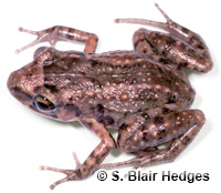 Image of Eleutherodactylus planirostris