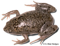 Image of Gastrophryne carolinensis