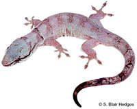 Image of Aristelliger barbouri