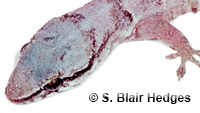 Image of Aristelliger barbouri