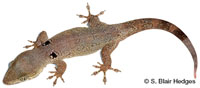 Image of Aristelliger hechti