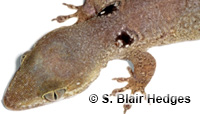 Image of Aristelliger hechti
