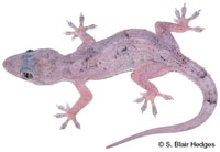 Image of Hemidactylus mabouia