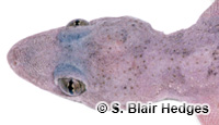 Image of Hemidactylus mabouia