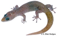 Image of Sphaerodactylus argus