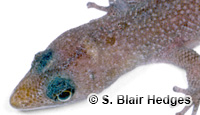 Image of Sphaerodactylus argus