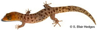 Image of Sphaerodactylus caicosensis