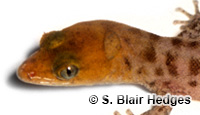 Image of Sphaerodactylus caicosensis