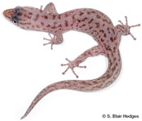 Image of Sphaerodactylus corticola