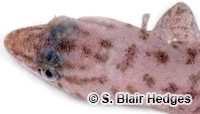 Image of Sphaerodactylus corticola