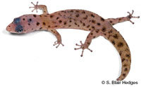 Image of Sphaerodactylus inaguae