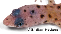 Image of Sphaerodactylus inaguae