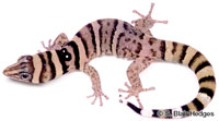 Image of Sphaerodactylus nigropunctatus