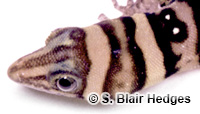Image of Sphaerodactylus nigropunctatus