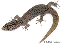 Image of Sphaerodactylus notatus