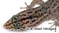Image of Sphaerodactylus notatus