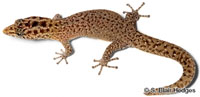 Image of Sphaerodactylus underwoodi