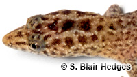 Image of Sphaerodactylus underwoodi