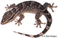 Image of Tarentola americana