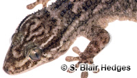 Image of Tarentola americana