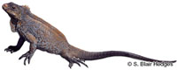 Image of Cyclura rileyi