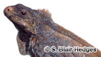 Image of Cyclura rileyi