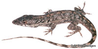 Image of Anolis angusticeps
