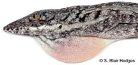 Image of Anolis angusticeps