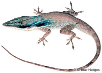 Image of Anolis brunneus