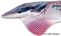 Image of Anolis brunneus