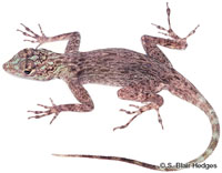 Image of Anolis distichus
