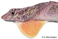 Image of Anolis distichus