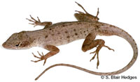 Image of Anolis sagrei