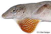 Image of Anolis sagrei