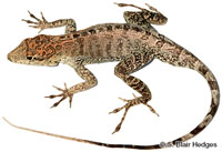 Image of Anolis scriptus
