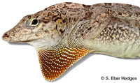 Image of Anolis scriptus