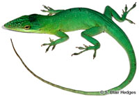 Image of Anolis smaragdinus