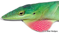Image of Anolis smaragdinus