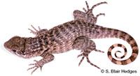 Image of Leiocephalus carinatus