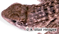 Image of Leiocephalus carinatus
