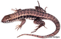 Image of Leiocephalus inaguae