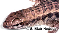 Image of Leiocephalus inaguae