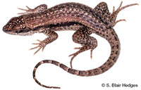 Image of Leiocephalus punctatus