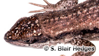 Image of Leiocephalus punctatus